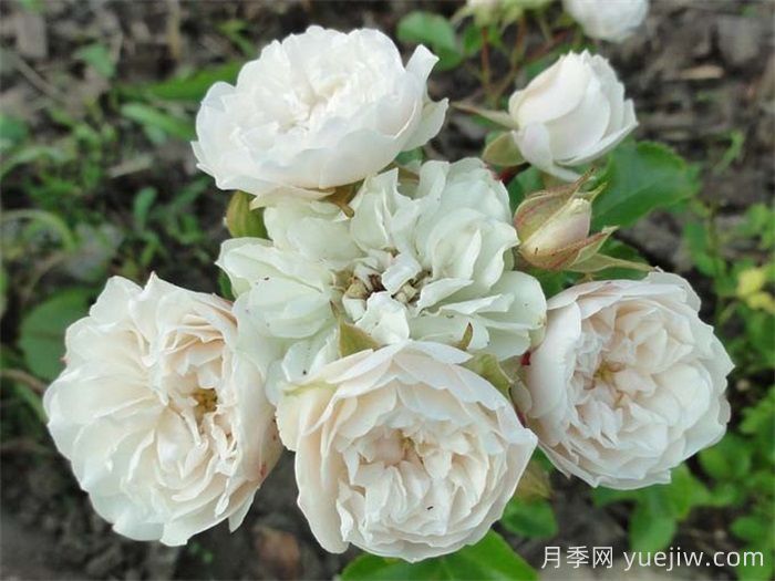 分享5种微型月季，浓香味颜值高阳台佳品(图4)