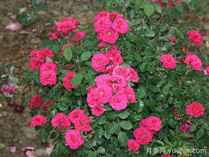 分享5种微型月季，浓香味颜值高阳台佳品(图5)