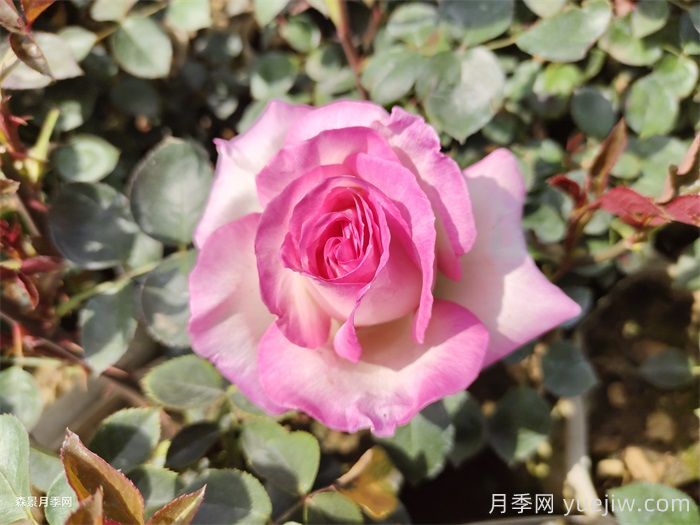 解读月季，你分得清月季、玫瑰、蔷薇吗？(图2)