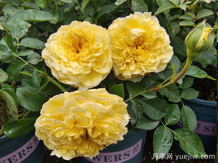 花友家庭废料自制3种月季花肥(图1)