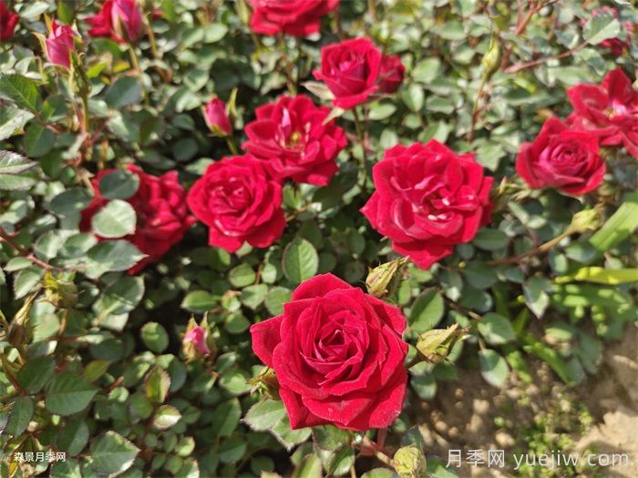 新乡取经南阳种植月季 走上特色致富路(图1)