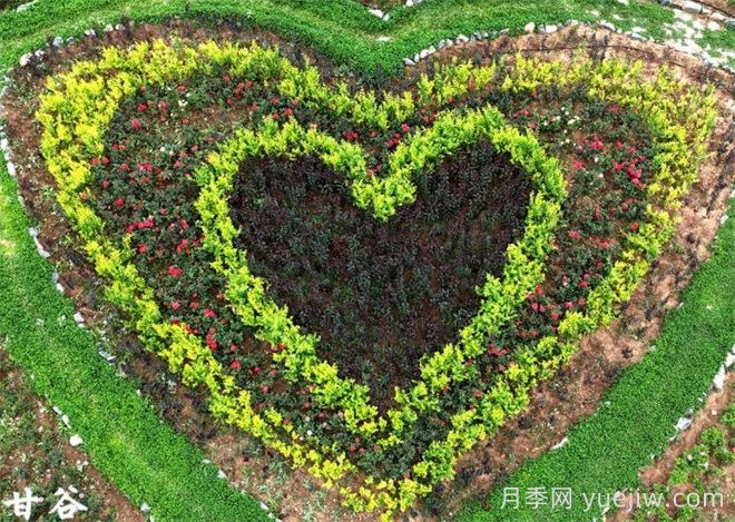 天水甘谷：月季悄然盛放，游人纷至沓来(图1)