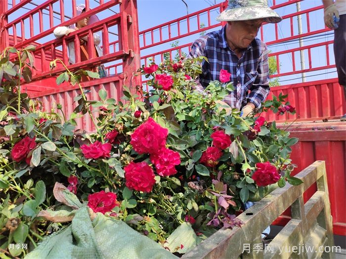 天蚕危害月季时的防治方法(图1)
