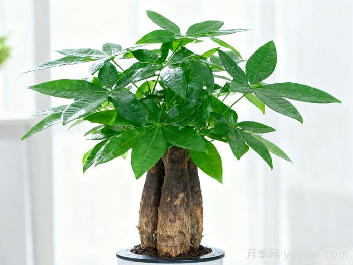 发财树枝枯病防治方法(图1)