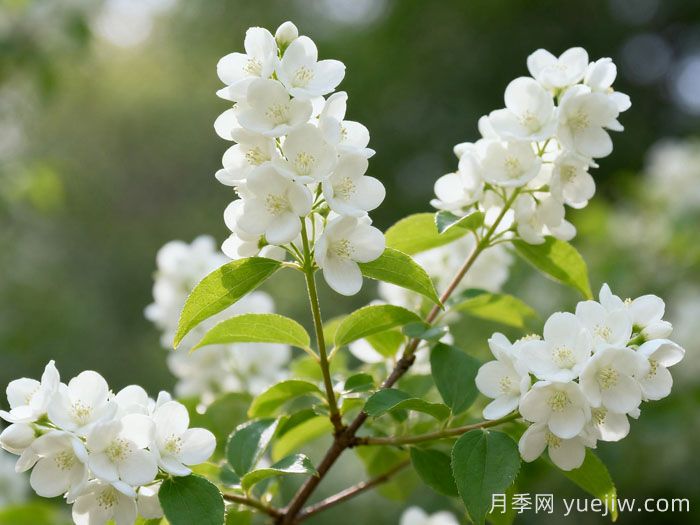 花色洁白花期长，太平花栽培管理技术是什么？(图1)
