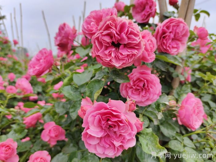 分享8种神仙月季花，唯美惊艳开花量大(图1)