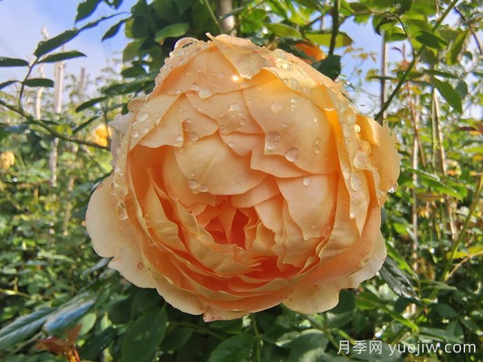 分享8种神仙月季花，唯美惊艳开花量大(图3)