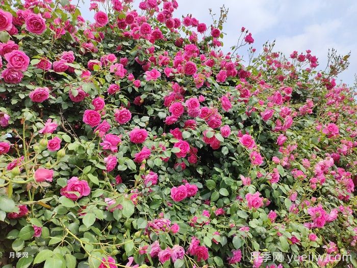 皮实好看的二个月季花，不怕雨淋日晒(图3)