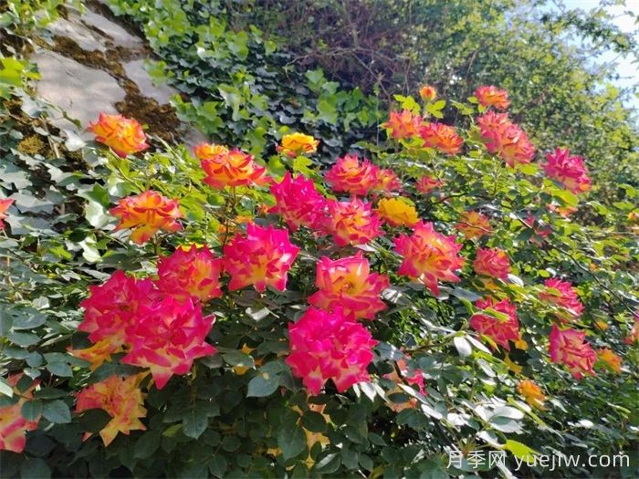 甘南月季应用和月季景观(图2)