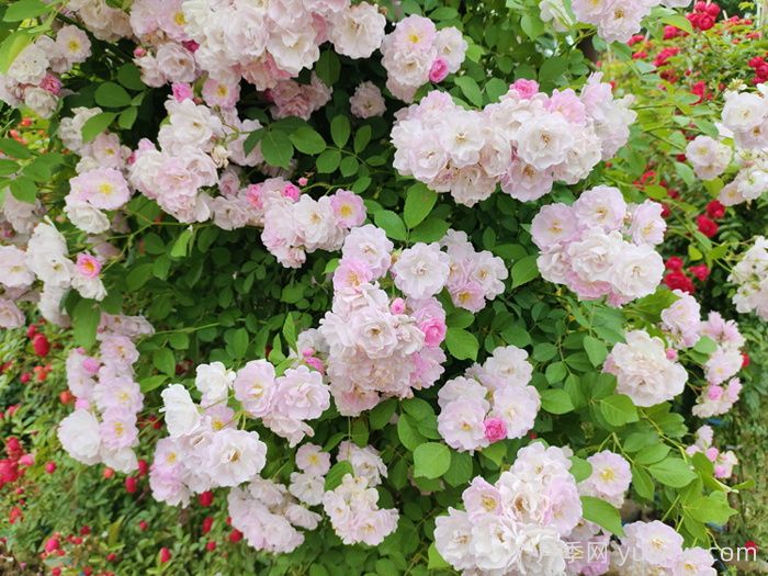 盐城大丰：蔷薇花开，上演浪漫时间(图1)