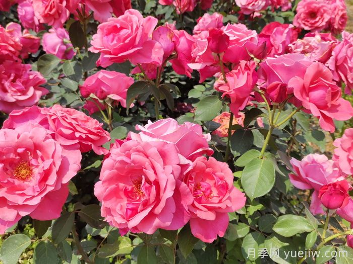 这10个香水月季花，花形优美，花香宜人(图5)