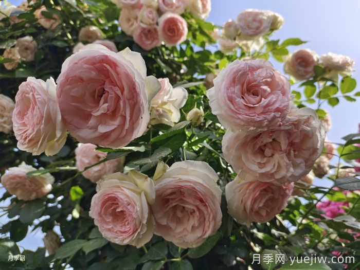 大型藤本月季花就选这10种，轻松打造月季花墙(图4)