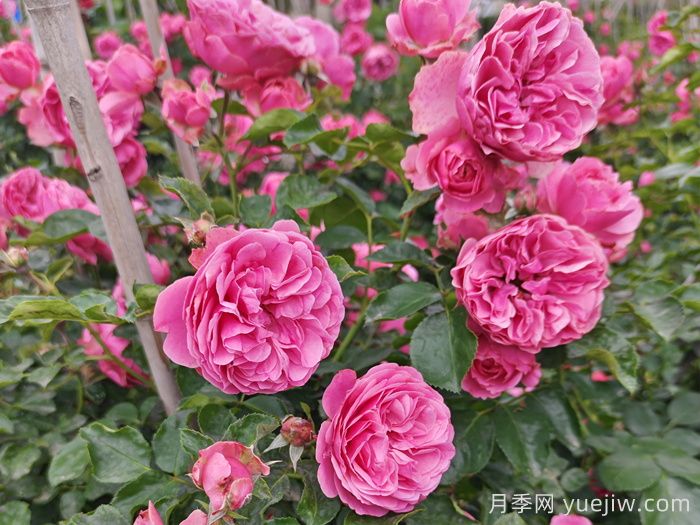 大型藤本月季花就选这10种，轻松打造月季花墙(图5)