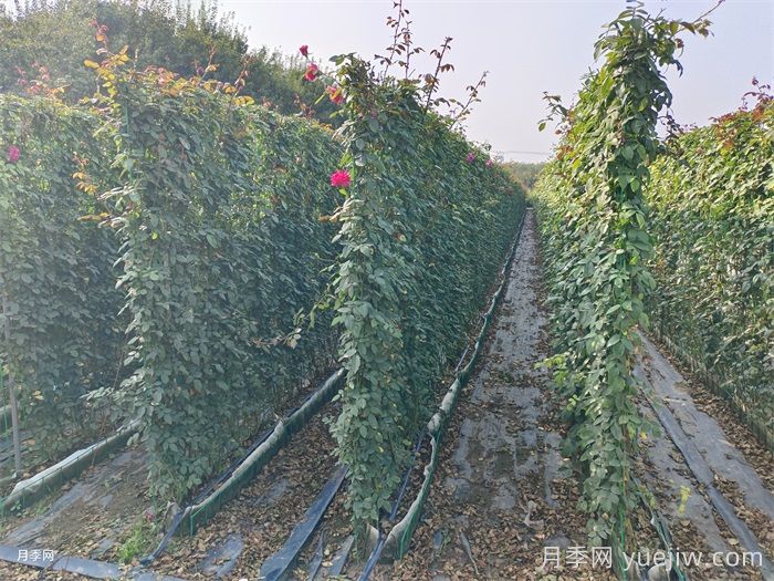 月季花墙(图5)