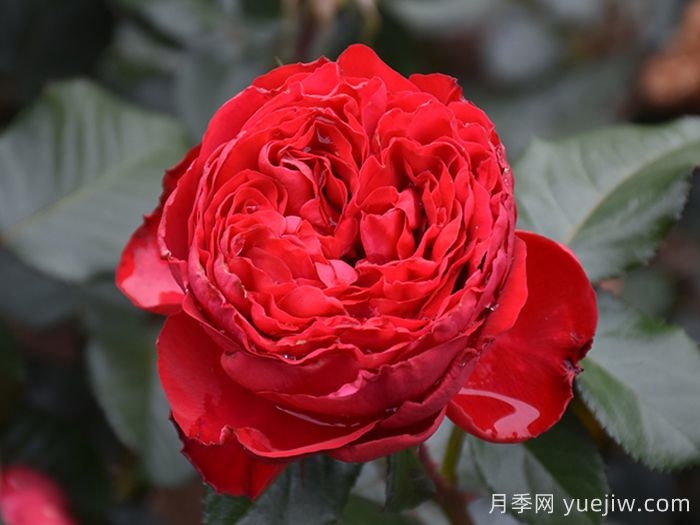 推荐10款红色灌木月季品种，花型香味抗病都优秀(图2)