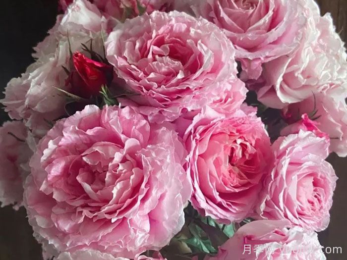 惊艳之美让人倾心，就是这12种经典月季花(图3)