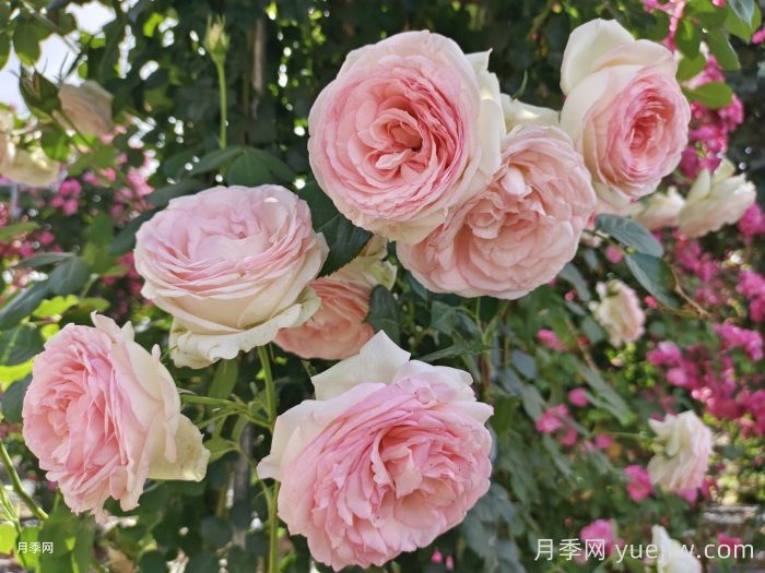 惊艳之美让人倾心，就是这12种经典月季花(图4)