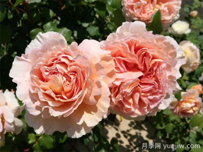 惊艳之美让人倾心，就是这12种经典月季花(图6)