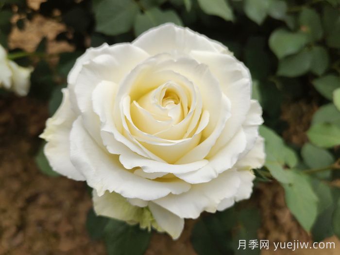 惊艳之美让人倾心，就是这12种经典月季花(图7)