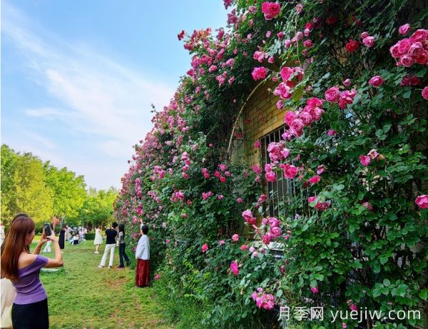 石家庄有什么月季打卡好去处？看市花月季花墙到这里(图1)
