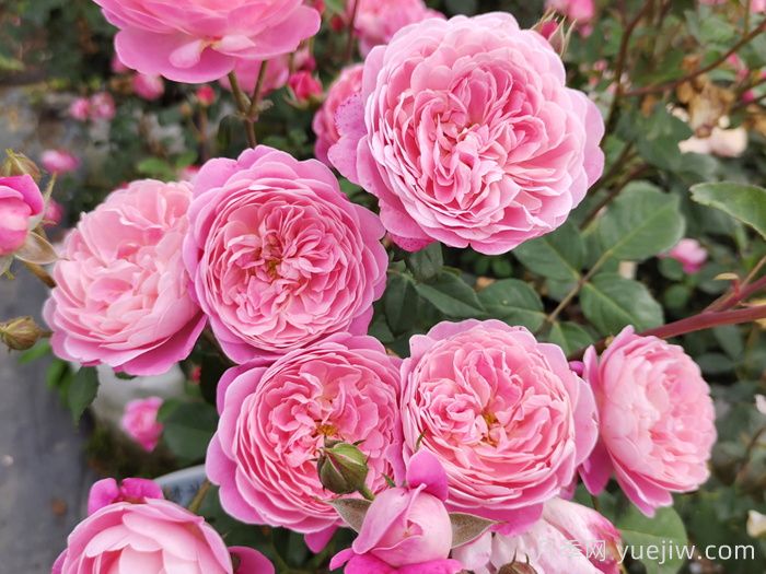 月季的花期和哪些因素有关联？(图1)