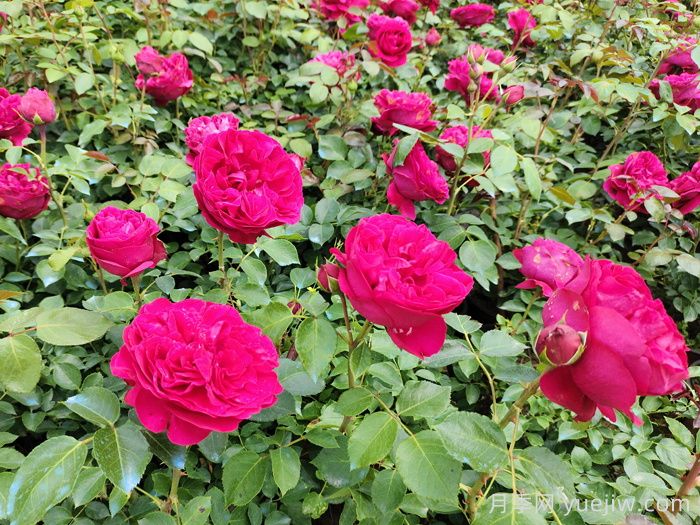 红龙月季一年能开几次花，花期有多长？(图1)