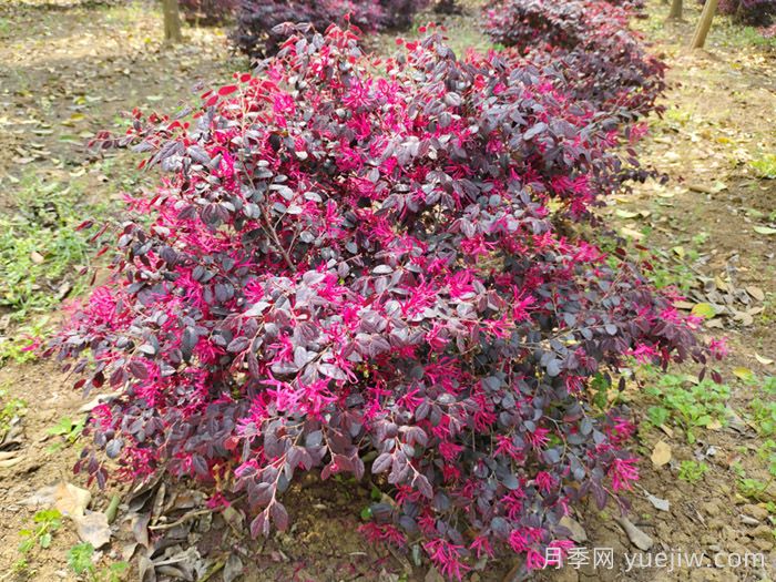 红花继木为什么不开花？(图2)