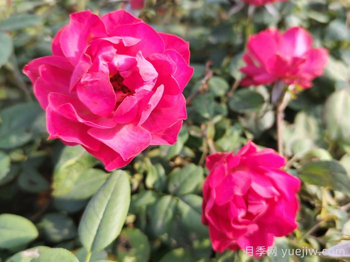 通过以下4点来区分月季和玫瑰(图1)