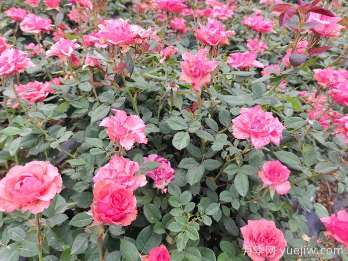 新技术是否能打造抗癌月季(图1)