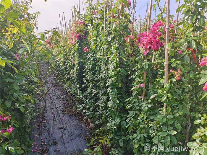藤本月季的花期控制办法(图2)