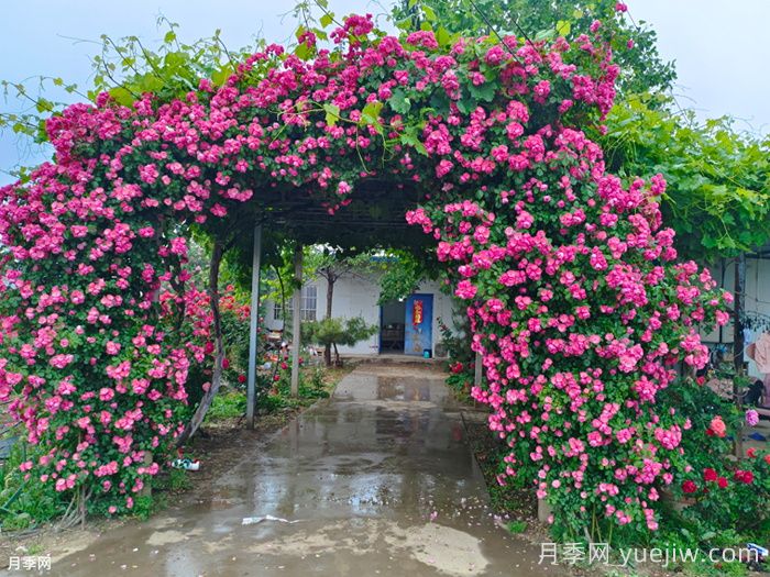 藤本月季的花期控制办法(图1)