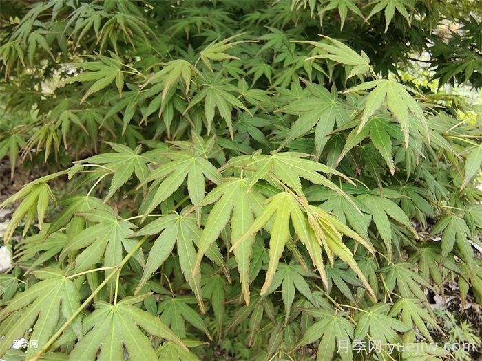 庭院常用的12个植物合集(图1)