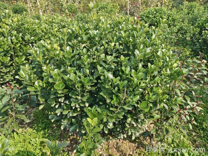 大叶黄杨球的园林景观价值和应用(图2)