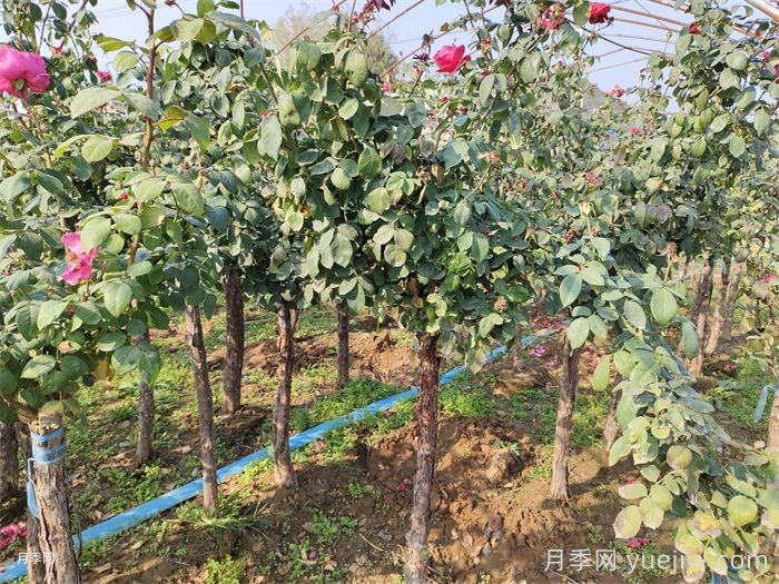 藤本月季黑星病的防治方法(图1)