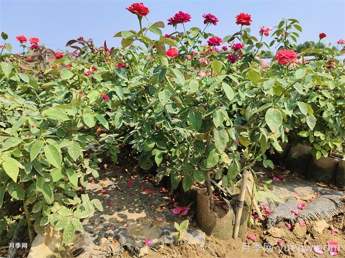 盆栽月季夏季如何养？夏季盆栽月季的养护方法(图2)
