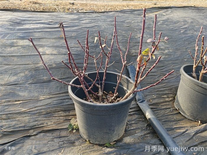 月季冬季修剪的最佳时间和方法(图1)