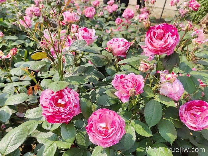 九江适合种月季吗？有哪些月季景观？(图1)