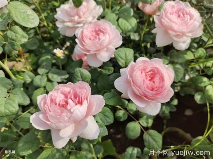月季天冷后怎么养？月季花能开爆盆吗？具体怎么养护呢？(图1)