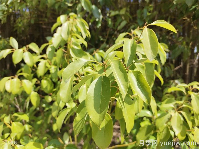 香樟树产地及分布区域(图1)