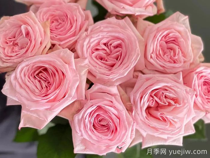 玫瑰品种知多少，65种热门玫瑰品种介绍(图5)