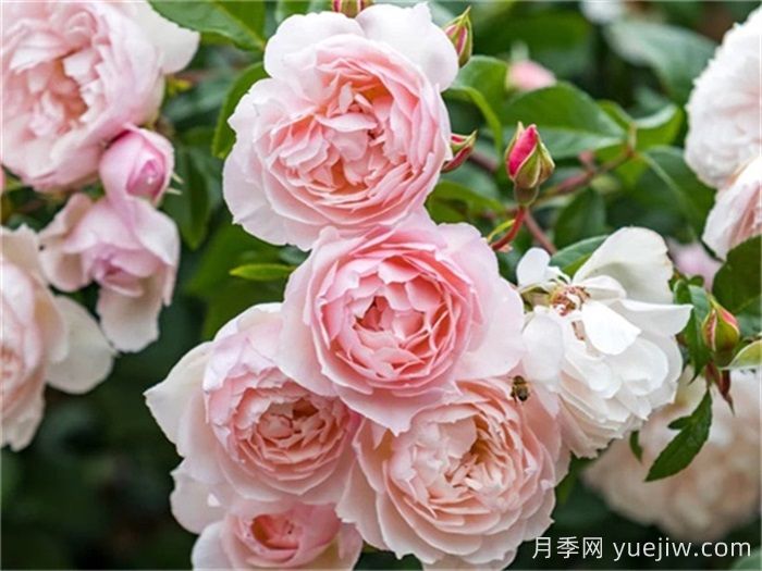 100种月季玫瑰品种图鉴大全，你认识多少个？(图14)