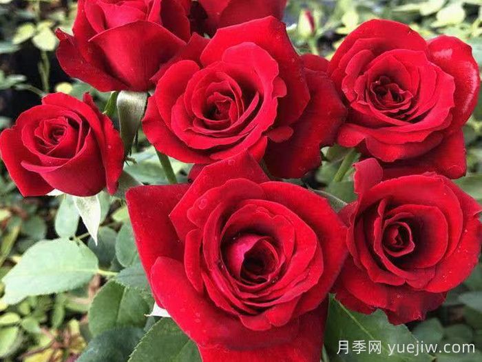 100种月季玫瑰品种图鉴大全，你认识多少个？(图7)