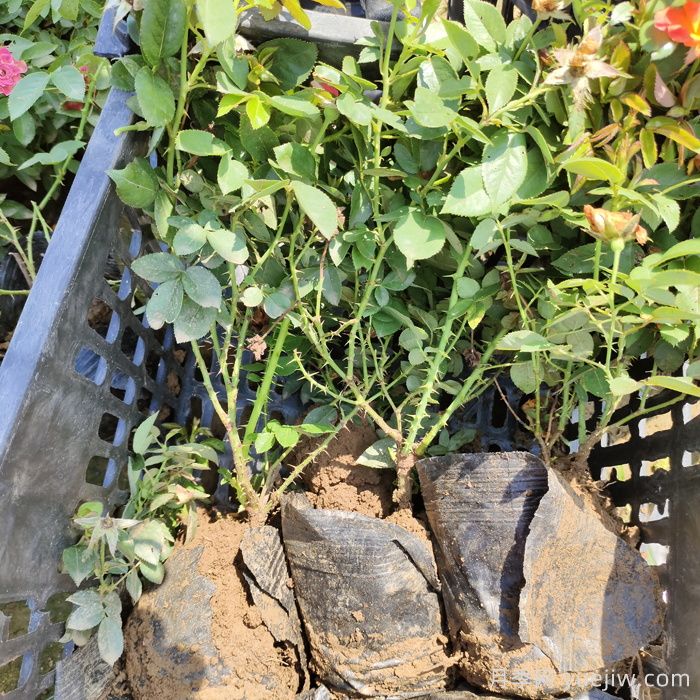 月季盆栽管护方法(图1)