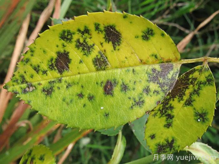 月季病虫害10大排行榜，哪种病害更难缠？(图2)