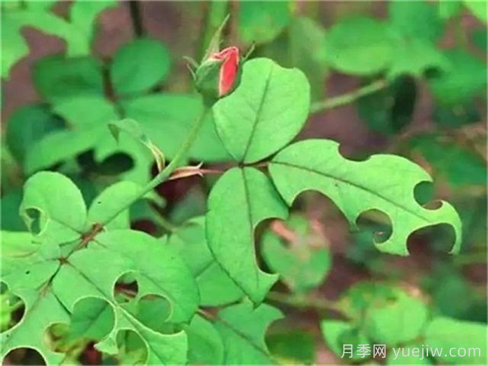 月季病虫害10大排行榜，哪种病害更难缠？(图5)