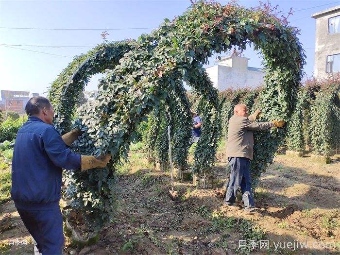 苗木价格怎么估算？看完定价八九不离十(图3)