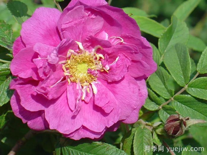 平阴玫瑰有哪些品种？(图1)