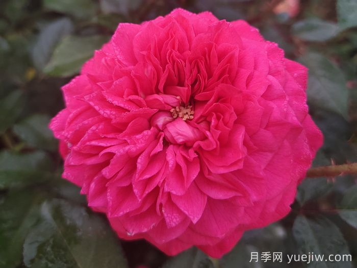 100种玫瑰品种科普(图4)