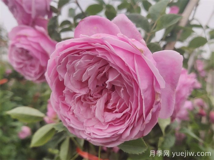 100种玫瑰品种科普(图10)