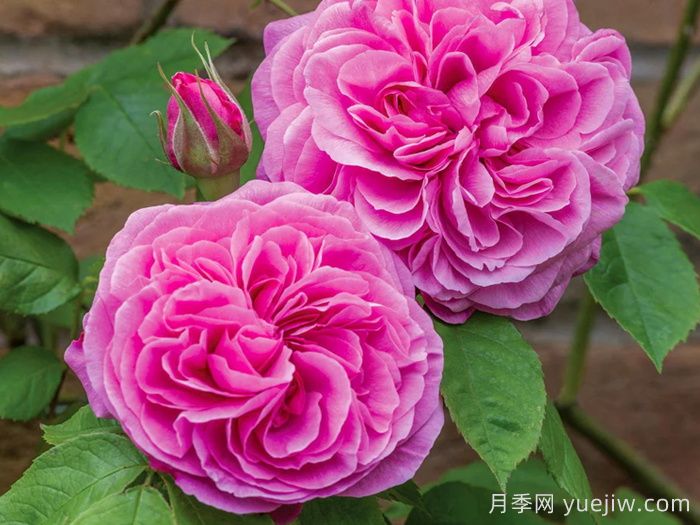 100种玫瑰品种科普(图12)